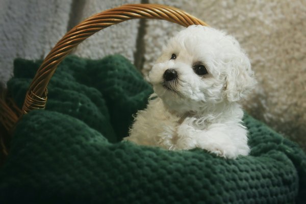 What are the key steps to safely bathing a Bichon Frise with sensitive skin?