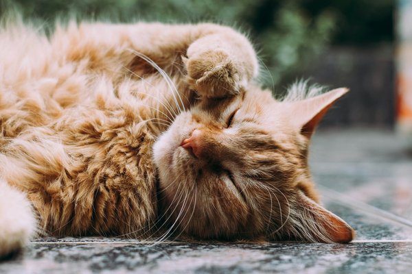What are the signs of heat exhaustion in Maine Coon cats during a British heatwave?